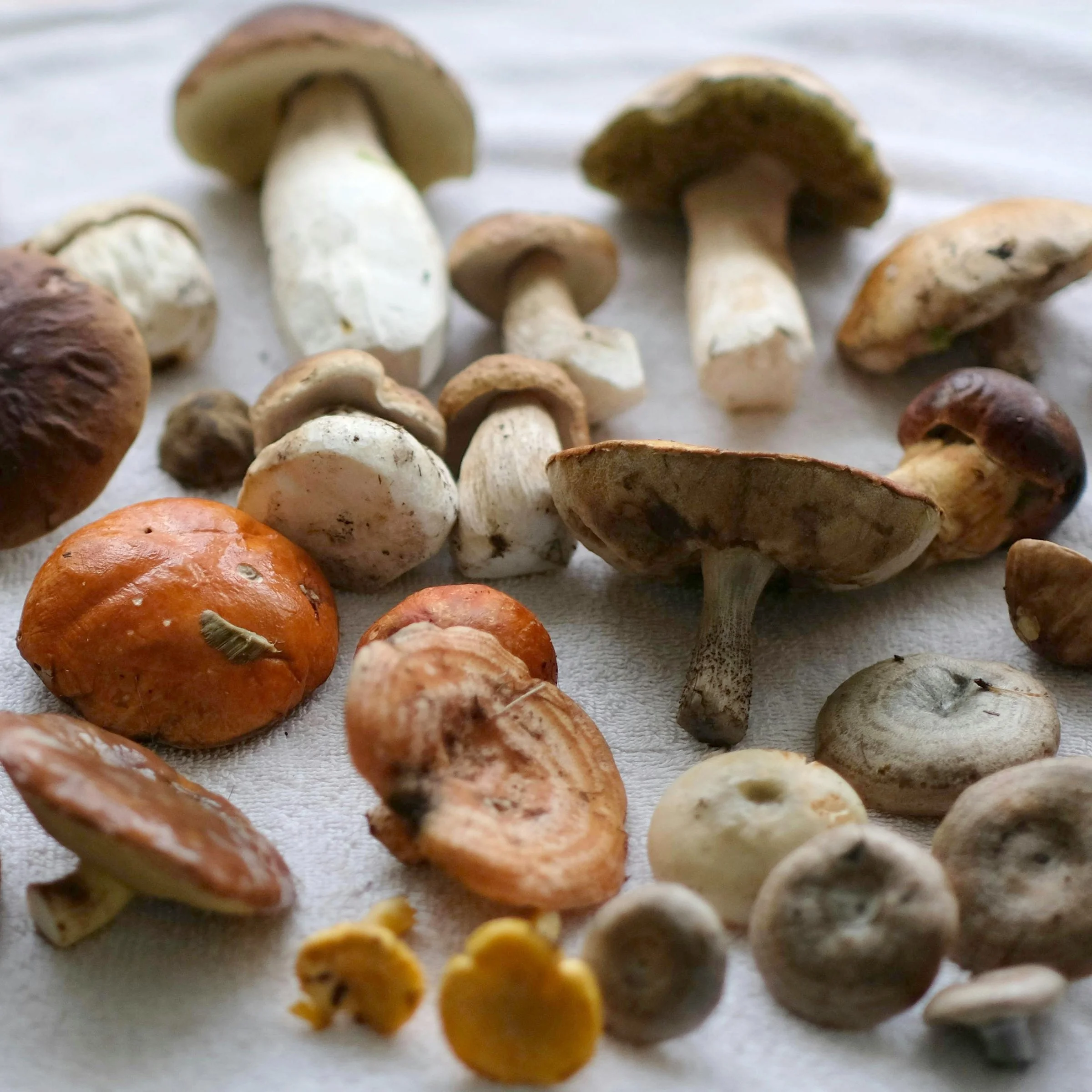 MUSHROOM EXPLORATION! — Fernwood Botanical Garden